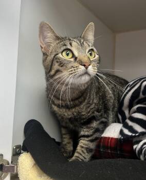 Ollipop -  Domestic Short Hair Cat for Adoption in Reisterstown, Maryland - Ollipop | PetCurious