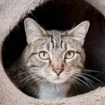 Ares -  Domestic Short Hair Cat for Adoption in Springfield, Oregon - Ares | PetCurious