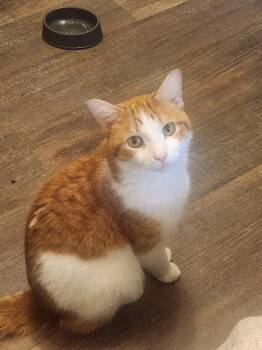 Willie -  Domestic Short Hair Cat Available for Adoption in Menasha, Wisconsin - Willie | PetCurious