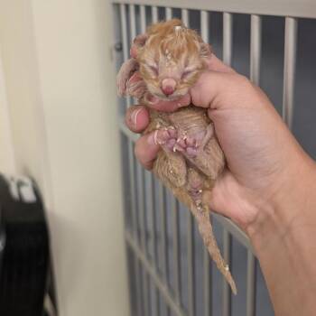 Bundy -  Domestic Short Hair Cat for Adoption in Buchanan Dam, Texas - Bundy | PetCurious