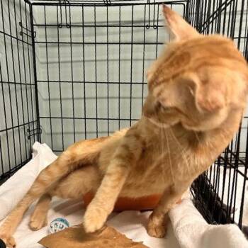 Patriot -  Domestic Short Hair Cat for Adoption in Freeport, Florida - Patriot | PetCurious