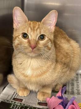 Rescue Domestic Short Hair Cats for Adoption in Saint Charles, Missouri - Turkey | PetCurious