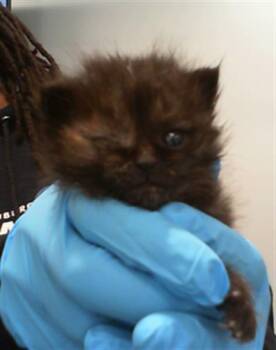 A1263912 -  Domestic Short Hair Cat for Adoption in Charlotte, North Carolina - A1263912 | PetCurious