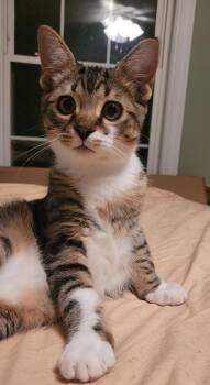 Rescue Domestic Short Hair Cats for Adoption in Bardstown, Kentucky - Chesser | PetCurious