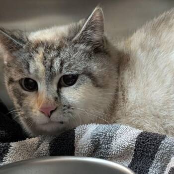 Domestic Short Hair Cats Available for Adoption - Brie | PetCurious