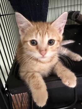 Kandy Kakes -  Domestic Short Hair Cat for Adoption in Trenton, New Jersey - Kandy Kakes | PetCurious