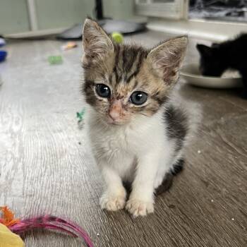 Rescue Domestic Medium Hair Cats for Adoption in Volcano, Hawaii - Alistar COH-A-65341 | PetCurious