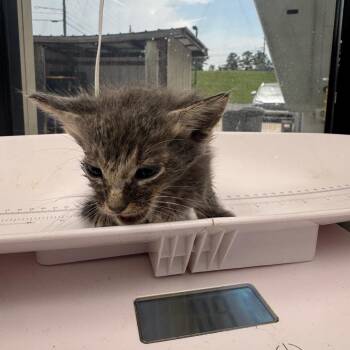 Reddington -  Domestic Short Hair Cat for Adoption in Columbiana, Alabama - Reddington | PetCurious
