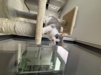 Santitas -  Domestic Short Hair Cat for Adoption in Liberty, Missouri - Santitas | PetCurious