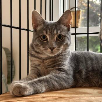 Tinsley -  Tabby and Domestic Short Hair Cat for Adoption in Roslyn Heights, New York - Tinsley | PetCurious