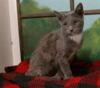 LAPRAS -  Domestic Short Hair Cat for Adoption in Houston, Texas - LAPRAS | PetCurious