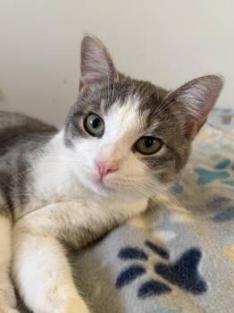 Domestic Short Hair Cats Available for Adoption - Wheelie | PetCurious