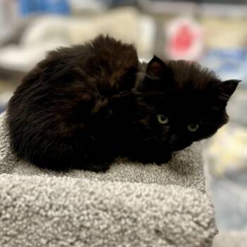Fig -  Domestic Medium Hair Cat for Adoption in Fishers, Indiana - Fig | PetCurious