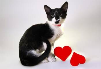 Domestic Short Hair Cats Available for Adoption - WINONA | PetCurious
