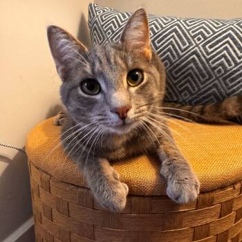 Rescue Domestic Short Hair Cats for Adoption in Falls Church, Virginia - E&B: Ernie | PetCurious