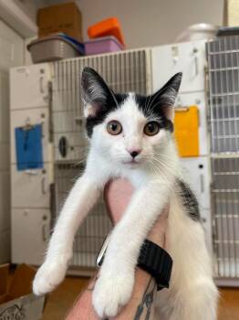 Moon -  Domestic Short Hair Cat for Adoption in Bolivar, Missouri - Moon | PetCurious