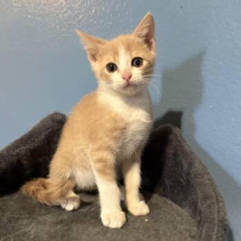 Rescue Domestic Short Hair Cats for Adoption in Allen, Texas - Blondie | PetCurious