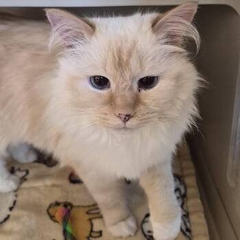 Alaska -  Domestic Medium Hair and Ragdoll Cat for Adoption in Reno, Nevada - Alaska | PetCurious