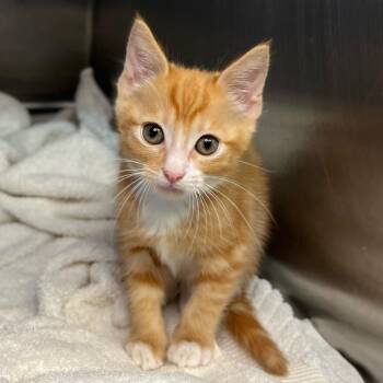 Paprika -  Domestic Short Hair Cat for Adoption in Palm Springs, California - Paprika | PetCurious