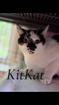 Domestic Short Hair Cats Available for Adoption in Cambridge, Maryland - Kit Kat | PetCurious