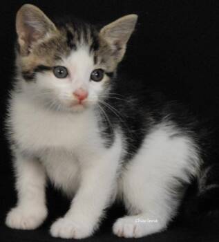 Pharoah -  Domestic Short Hair Cat for Adoption in Newland, North Carolina - Pharoah | PetCurious