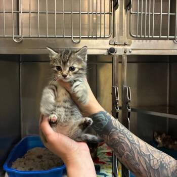 Emmy fka Spark Plug -  American Shorthair Cat for Adoption - Emmy Fka Spark Plug | PetCurious