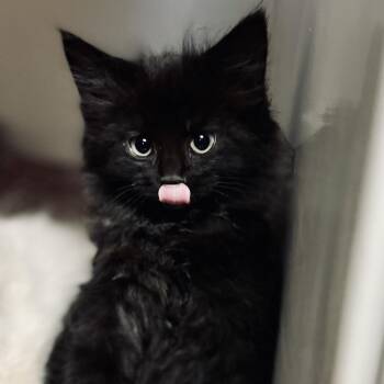 Domestic Long Hair Cats Available for Adoption in Enid, Oklahoma - Shadow (Barrell) | PetCurious