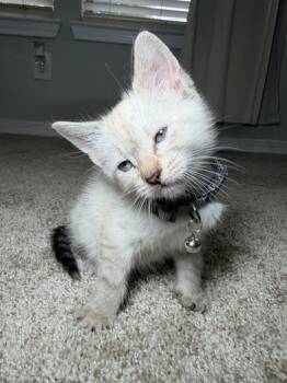 Smoky -  Siamese Cat for Adoption in Liverpool, Texas - Smoky | PetCurious