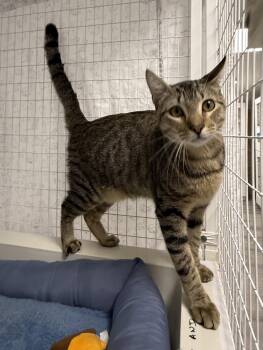 Almonzo -  Domestic Short Hair Cat for Adoption in INDN HBR BCH, Florida - Almonzo | PetCurious