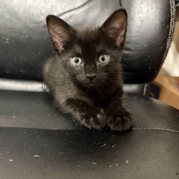 Calanthe -  Domestic Short Hair Cat for Adoption in Liverpool, Texas - Calanthe | PetCurious