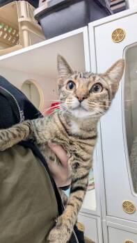 Marge -  Domestic Short Hair Cat for Adoption in Fort Worth, Texas - Marge | PetCurious