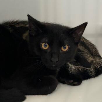 Dutch -  Domestic Short Hair Cat for Adoption in Port Angeles, Washington - Dutch | PetCurious
