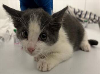 *DEB -  Domestic Short Hair Cat for Adoption in Woodland, California - *DEB | PetCurious