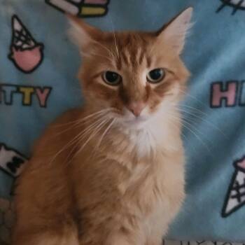 Clover -  Domestic Medium Hair Cat for Adoption in Westminster, California - Clover | PetCurious