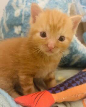 Hash Bee -  Domestic Short Hair Cat for Adoption in Herndon, Virginia - Hash Bee | PetCurious