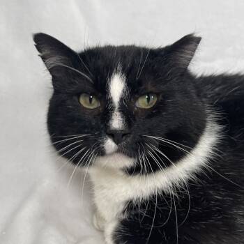 Rescue Domestic Short Hair Cats for Adoption in Johnson City, Tennessee - Davey | PetCurious