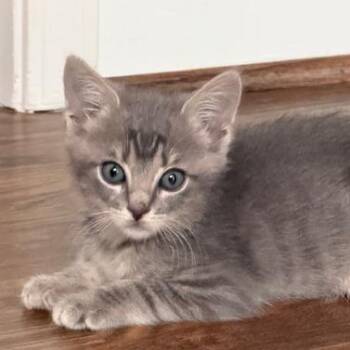 Domestic Short Hair Cats Available for Adoption in Cumming, Georgia - Magpie | PetCurious