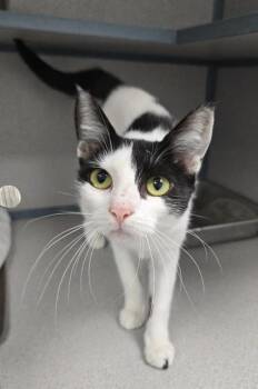 Banana Split -  Domestic Short Hair Cat for Adoption in East Brookfield, Massachusetts - Banana Split | PetCurious
