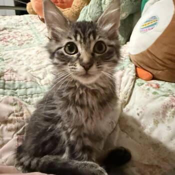 Sunshine -  Domestic Long Hair Cat for Adoption in Clyde, North Carolina - Sunshine | PetCurious