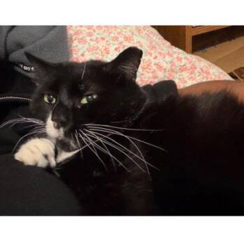 Morgan -  Domestic Short Hair Cat for Adoption in Hudson, Massachusetts - Morgan | PetCurious