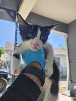 DOMINO -  Domestic Short Hair Cat for Adoption in San Antonio, Texas - DOMINO | PetCurious