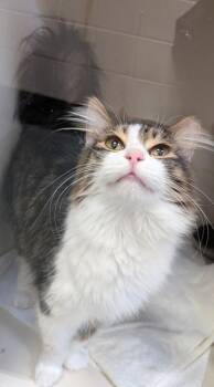 Domestic Long Hair and Domestic Short Hair Cats Available for Adoption - Butter (& Peanut) | PetCurious