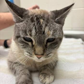 Willa -  Siamese and Domestic Short Hair Cat for Adoption in Murray, Utah - Willa | PetCurious