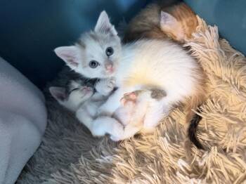 Tito -  Domestic Short Hair Cat for Adoption in Evergreen, Colorado - Tito | PetCurious