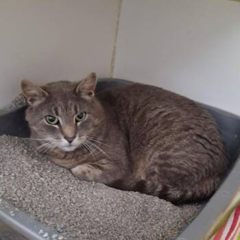 Asher -  Domestic Short Hair Cat for Adoption in Westhampton, New York - Asher | PetCurious