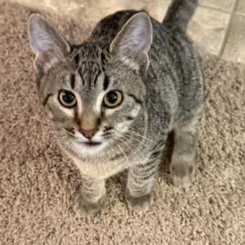 Gerdi -  Domestic Short Hair Cat for Adoption in Farmington, Minnesota - Gerdi | PetCurious