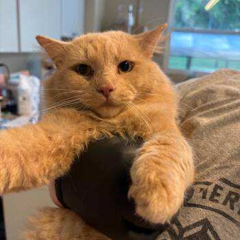 Mr. Peaches -  Domestic Long Hair Cat for Adoption in Huntington, West Virginia - Mr. Peaches | PetCurious