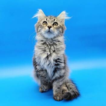 Ketchup -  Domestic Long Hair Cat for Adoption in Springfield, Missouri - Ketchup | PetCurious