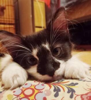Zyrtec -  Domestic Long Hair and Tabby Cat for Adoption in Dallas, Texas - Zyrtec | PetCurious