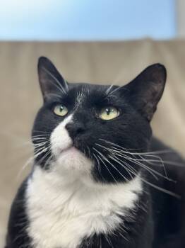 Rescue Domestic Short Hair Cats for Adoption in West Chester, Pennsylvania - Freddie Purrcury Fka Cat 8 | PetCurious